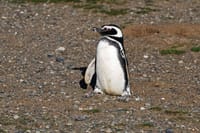 Half Day sailing to Magdlena Island Penguin Colony from Punta Arenas Season from October to March  3