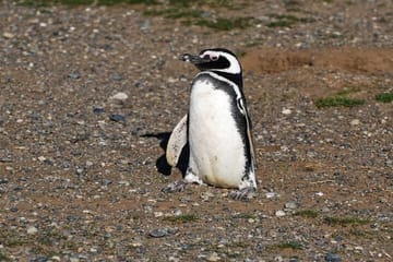 Half Day sailing to Magdlena Island Penguin Colony from Punta Arenas Season from October to March