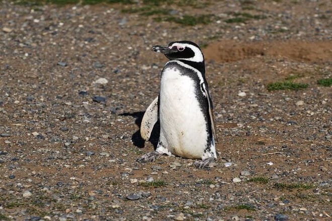 Half Day sailing to Magdlena Island Penguin Colony from Punta Arenas Season from October to March  3