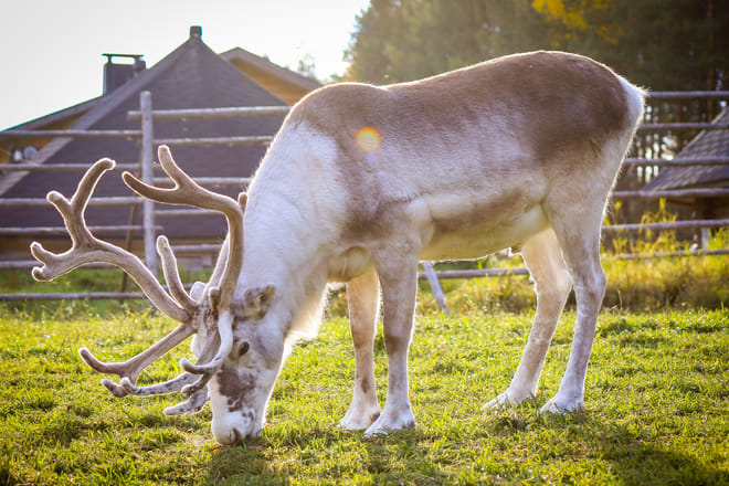Unique chance to feed the reindeer in the middle of forest