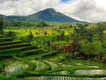 Jatiluwih Rice Terrace