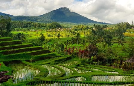 Bali Rice Terraces and Beratan Lake Full-Day Tour