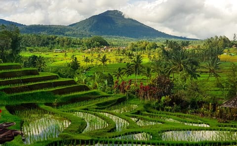 Bali Rice Terraces and Beratan Lake Full-Day Tour