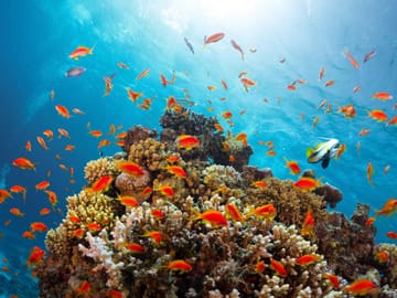 Half-Day Bus Tour of Ras Mohamed Nature Reserve, Sharm El Sheikh
