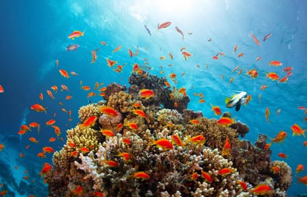 Half-Day Bus Tour of Ras Mohamed Nature Reserve, Sharm El Sheikh