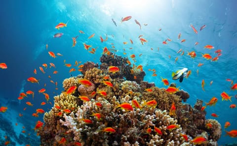 Half-Day Bus Tour of Ras Mohamed Nature Reserve, Sharm El Sheikh