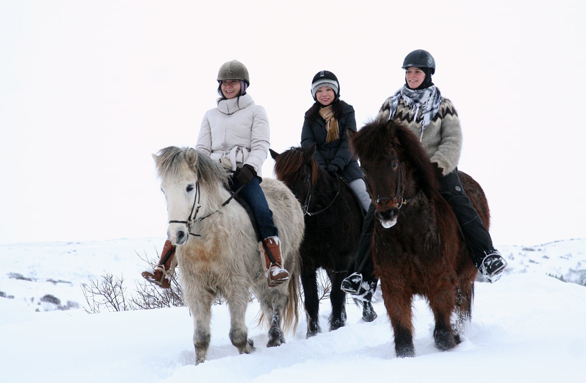 Comfort Ride, by Íshestar Riding Tours