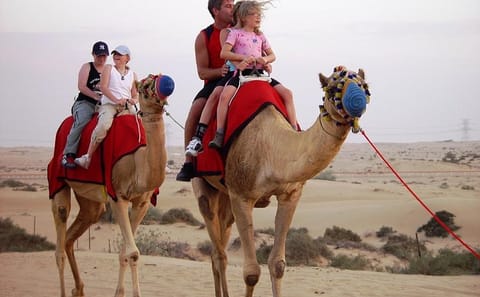 Morning Dubai Desert Safari with Camel Ride and Sandboarding