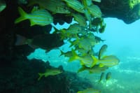 Diving (Baptism) 09:00 8