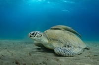 Abu Dabbab Snorkeling Trip, Explore Marine Life : Marsa Alam