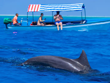 Zanzibar: Swimming With Dolphins at Kizimkazi