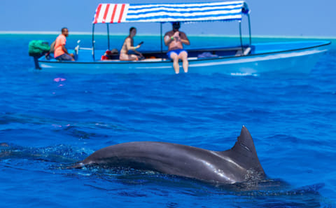 Zanzibar: Swimming With Dolphins at Kizimkazi