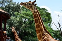 giraffe