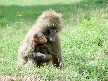 3 Days, 2 Nights Serengeti & Ngorongoro Conservation Safari