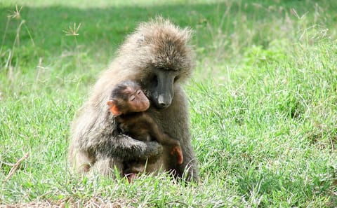 3 Days 2 Nights Serengeti and Ngorongoro Conservation Safari