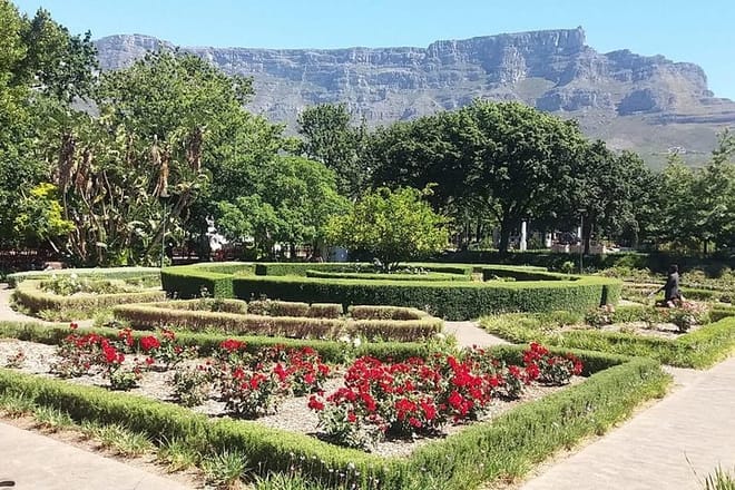 Company Gardens flowers with Table Mountain Background