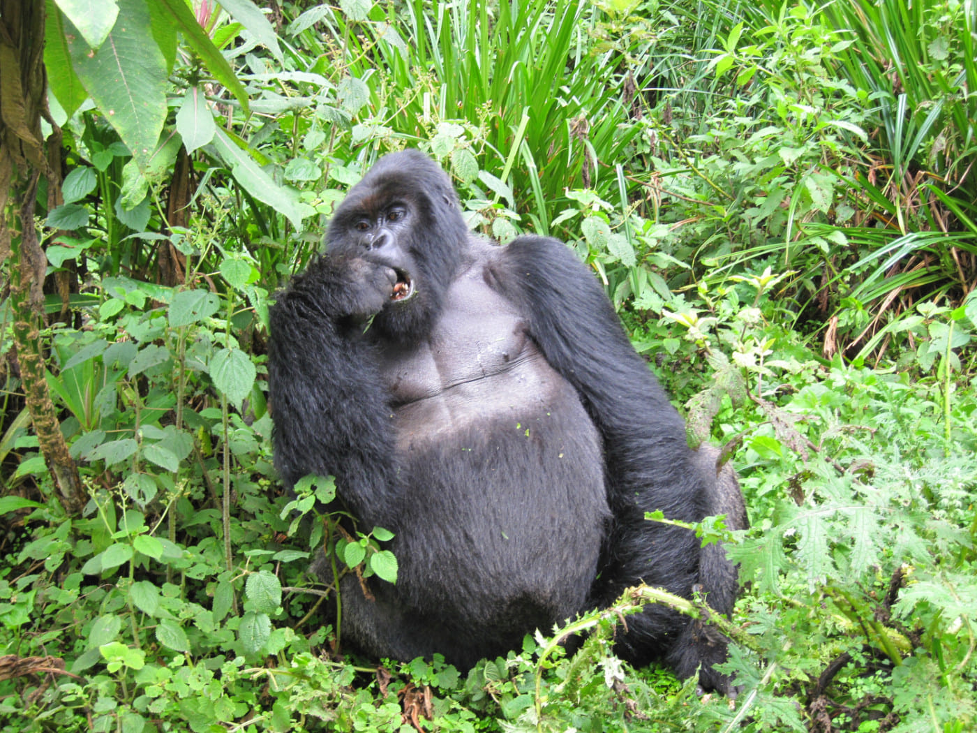 Silverback gorilla in Bwindi
