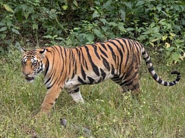 Cultural and Wildlife Tour of Agra and Gwalior, India