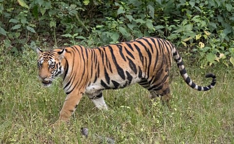 Cultural and Wildlife Tour of Agra and Gwalior, India