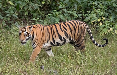 Cultural and Wildlife Tour of Agra and Gwalior, India