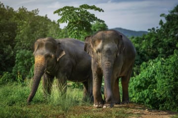 Elephant Jungle Sanctuary Experience in Kathu, Phuket