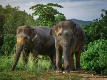 Elephant Jungle Sanctuary Experience in Kathu, Phuket