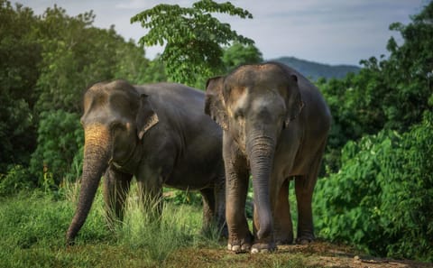 Half-Day Elephant Sanctuary Tour in Kathu, Phuket