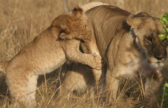 6 Days 5 Night Safari