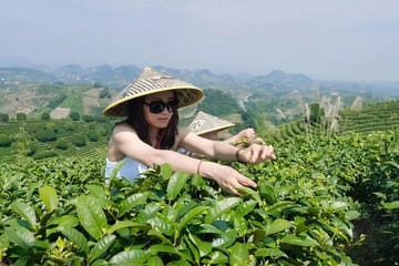 Half-Day Tour of the Largest Tea Plantation and Xianggong Hill