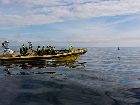Spotting whales with Ribsafari