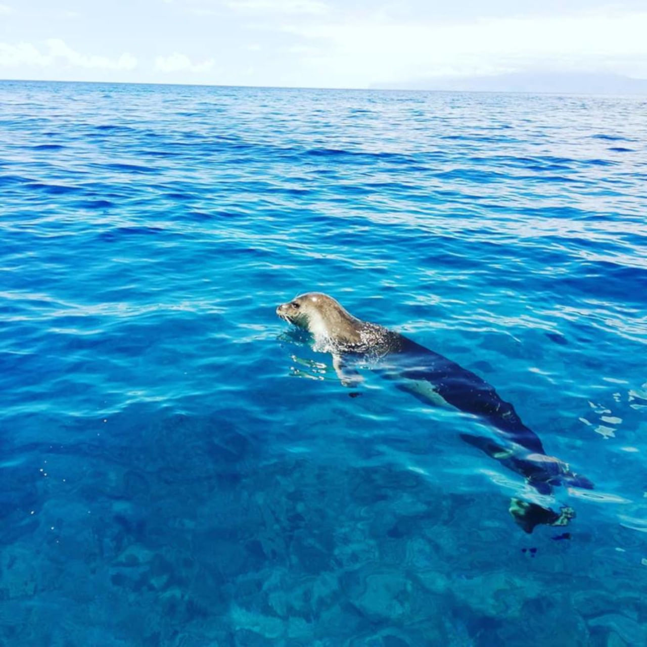 Snorkeling in Madeira 
