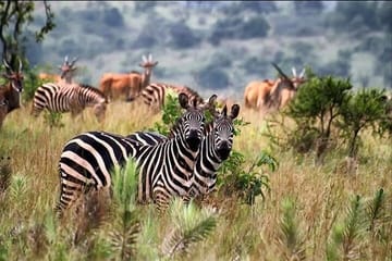 Private ATV Safari Tour in Lake Mburo National Park