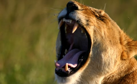 9-Day Honeymoon Safari Adventure in Nairobi, Kenya