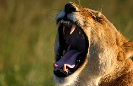9-Day Honeymoon Safari Adventure in Nairobi, Kenya
