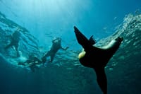 Espiritu Santo Island & Sea Lions Private Tour from La Paz 7