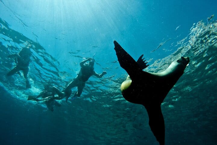 Espiritu Santo Island & Sea Lions Private Tour from La Paz 7