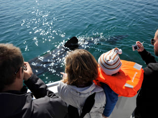Whale Watching & Caving, photo 17