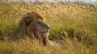 4 days,3 nights group joining lodge safari to Serengeti ,Ngorongoro and Manyara 5