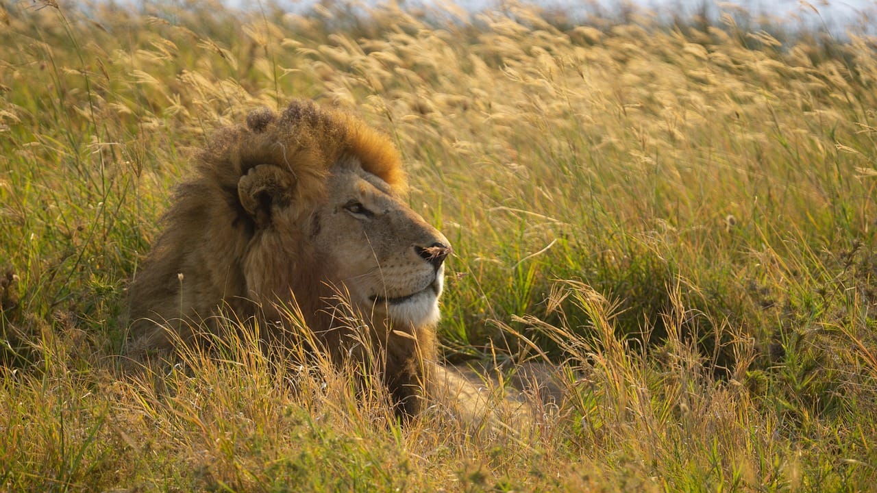 4 days,3 nights group joining lodge safari to Serengeti ,Ngorongoro and Manyara 5