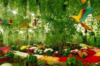 Dubai Butterfly Garden Tickets