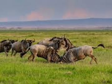3 Days Masai Mara Midrange Group Safari