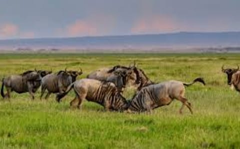 3 Days Masai Mara Midrange Group Safari