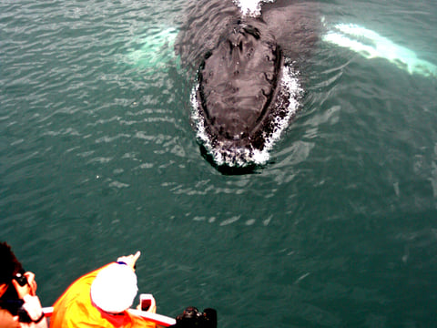 Humpback saying hello in a whale watching tour from Dalvik north Iceland