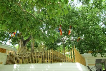 Anuradhapura and Aukana Cultural Day Tour from Colombo