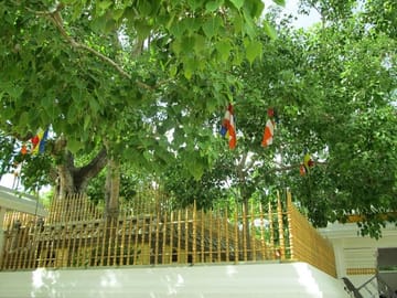 Anuradhapura-and-Aukana-All-Inclusive-Day-Tour-From-Colombo-3