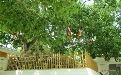 Anuradhapura and Aukana Cultural Day Tour from Colombo