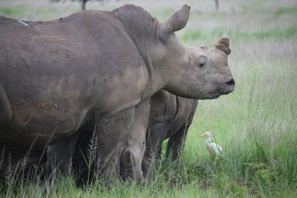 Rhinos and egrets in harmony—the wild heart of Tala Game Reserve.