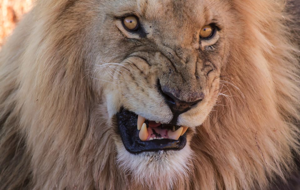 Aquila Reserve Safari with Lunch and Wine Tasting from Cape Town