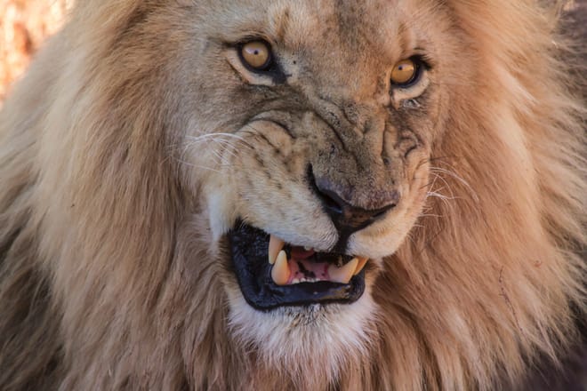 Cape Town: Aquila Reserve safari with lunch & wine tasting