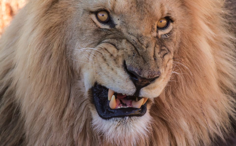 Aquila Reserve Safari with Lunch and Wine Tasting from Cape Town